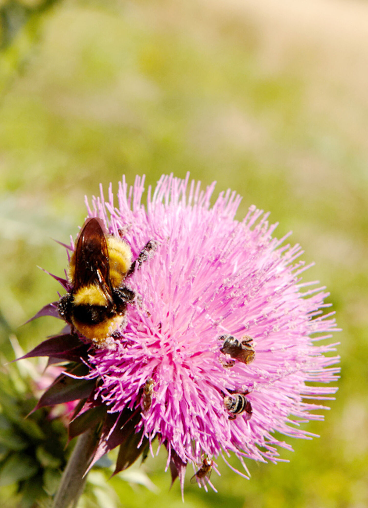 A bee crawls across a pink flower