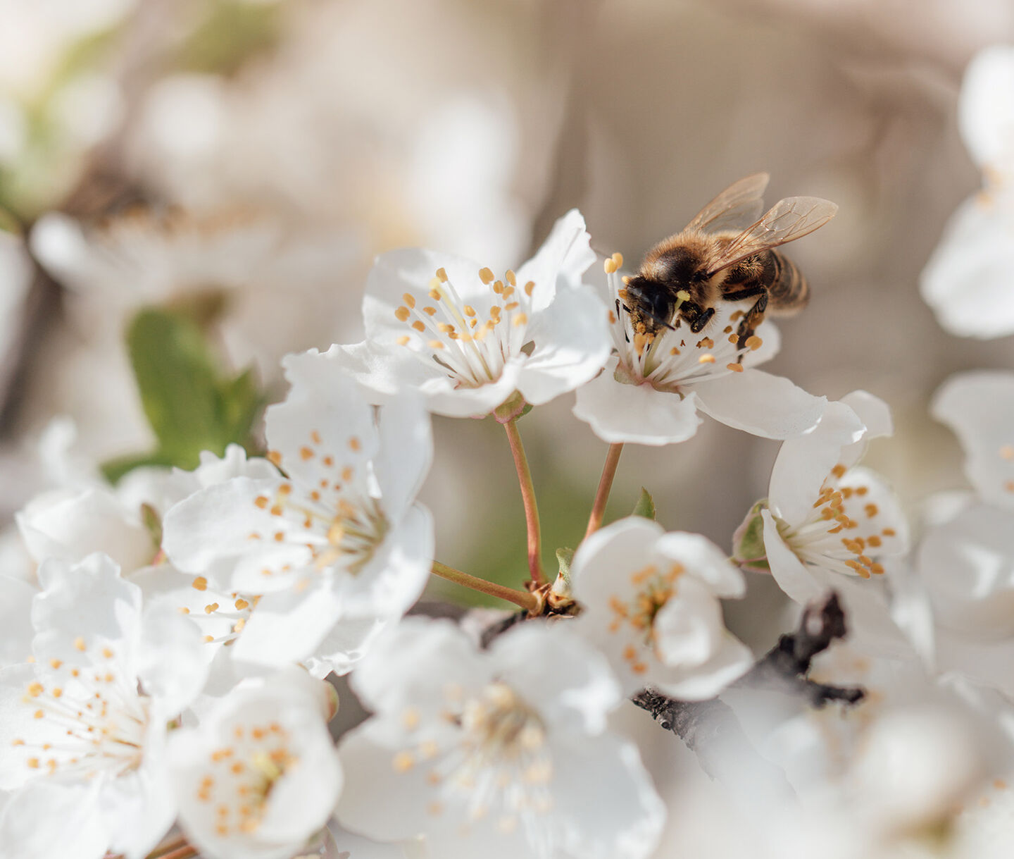 A bee on a flower