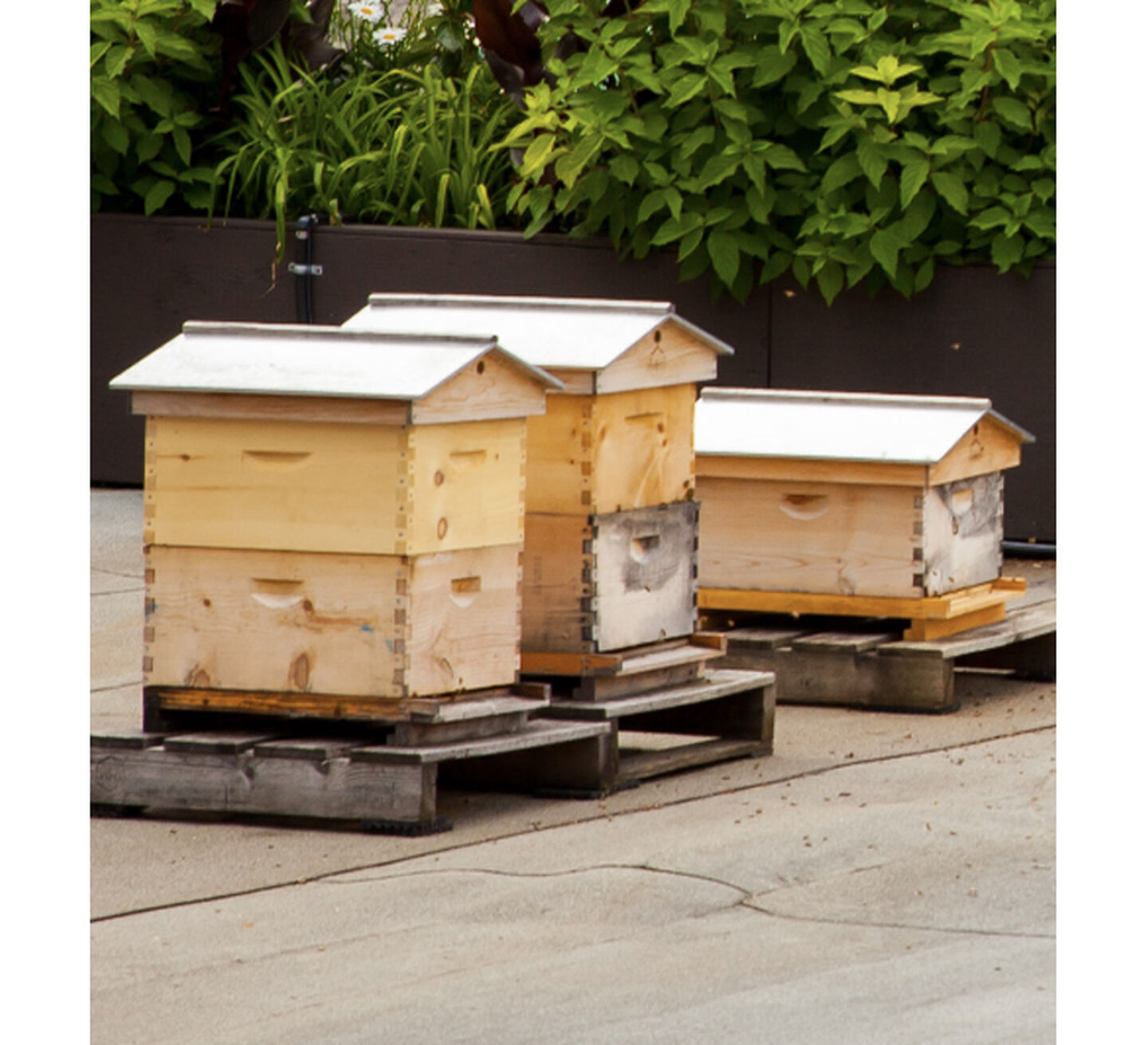 A bee farm.
