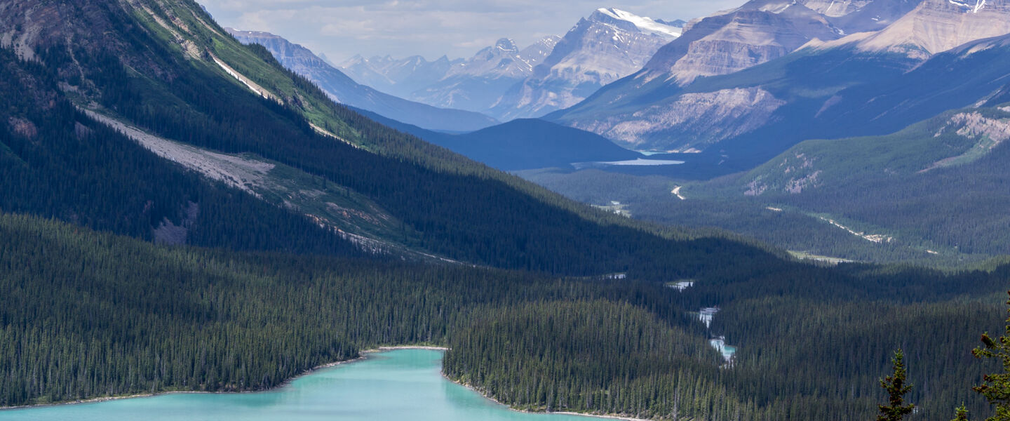 A landscape photo of a Canadian forest.