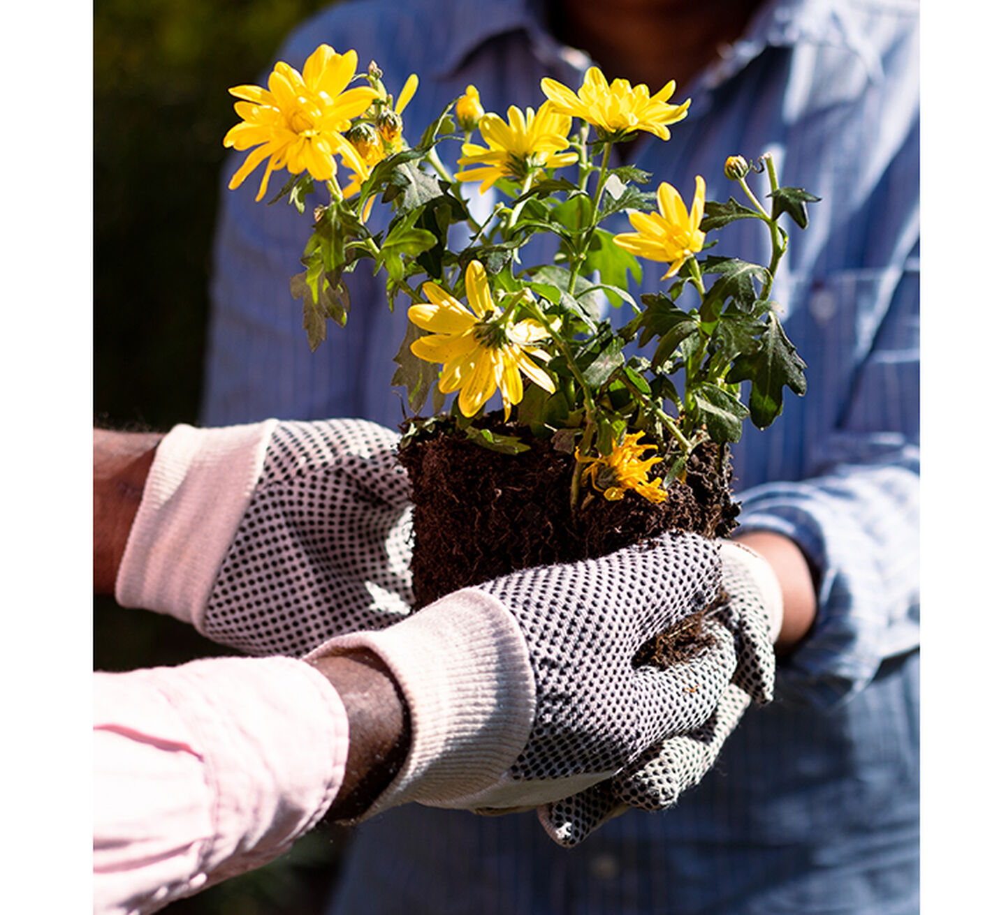 People potting yellow flowers.