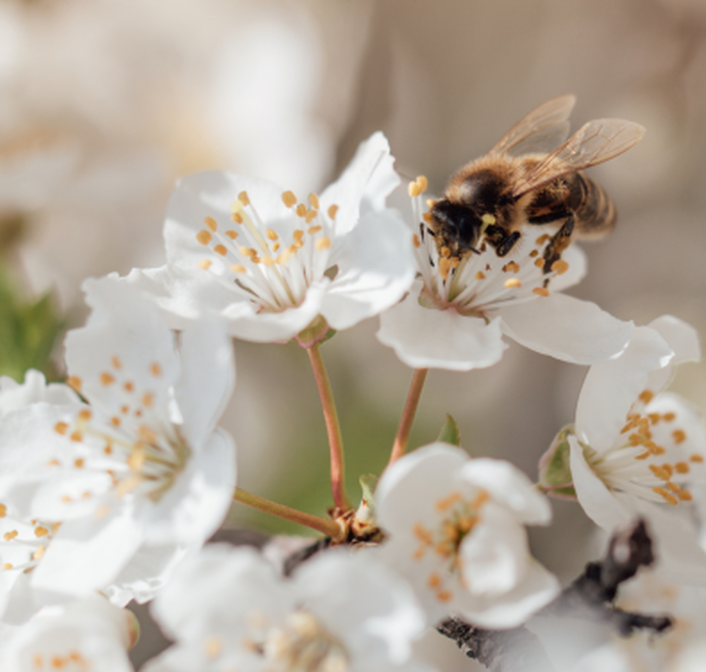Birks pour les Abeilles 