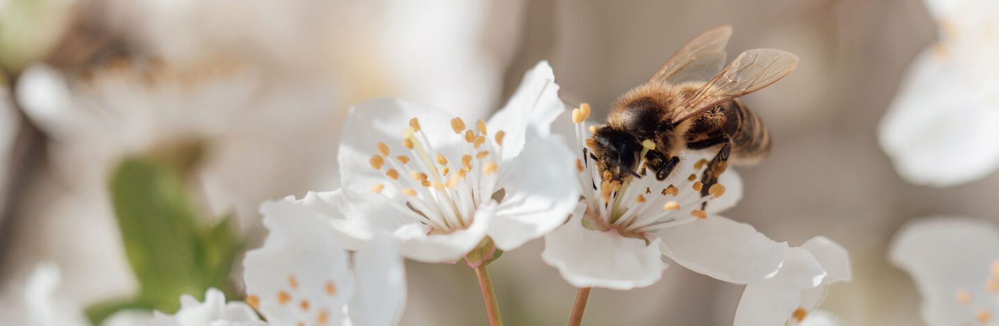 A bee on a flower.