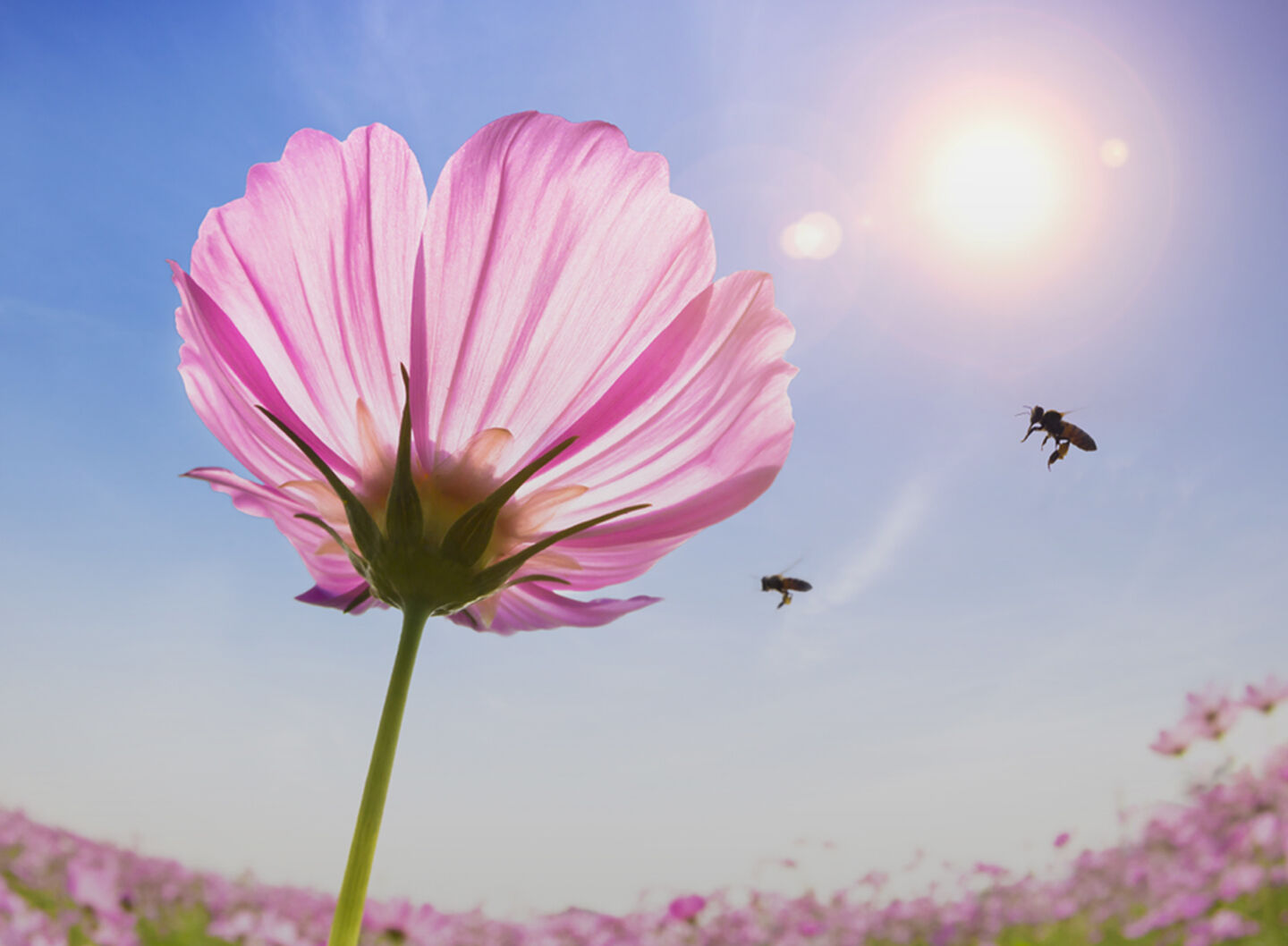 Fleur rose avec des abeilles en vol sous un ciel bleu.