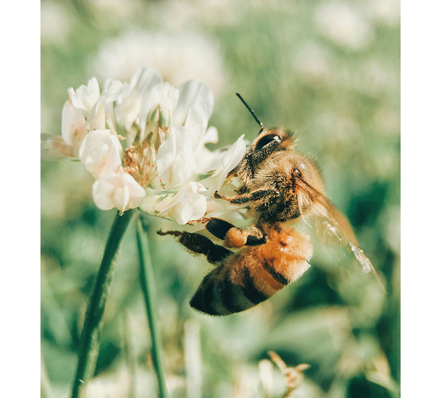 A macro photograph of a bee collecting from a yellow flower.