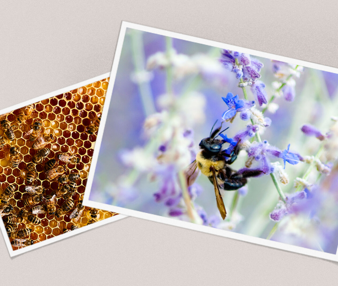 Two photographs of bees. One on a flower and the others in a hive.